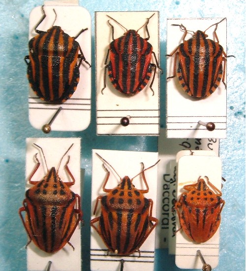 Graphosoma euro-mediterranei